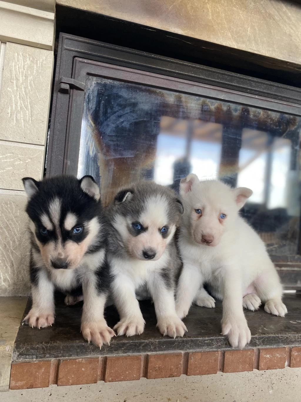 Husky Bebekler Dişi Ve Erkek