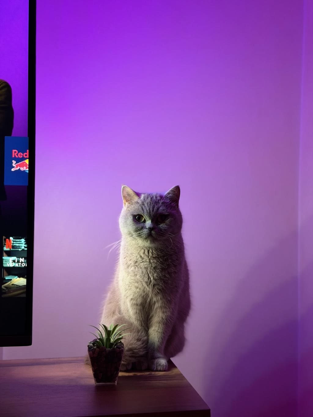 British Shorthair Sağlıklı