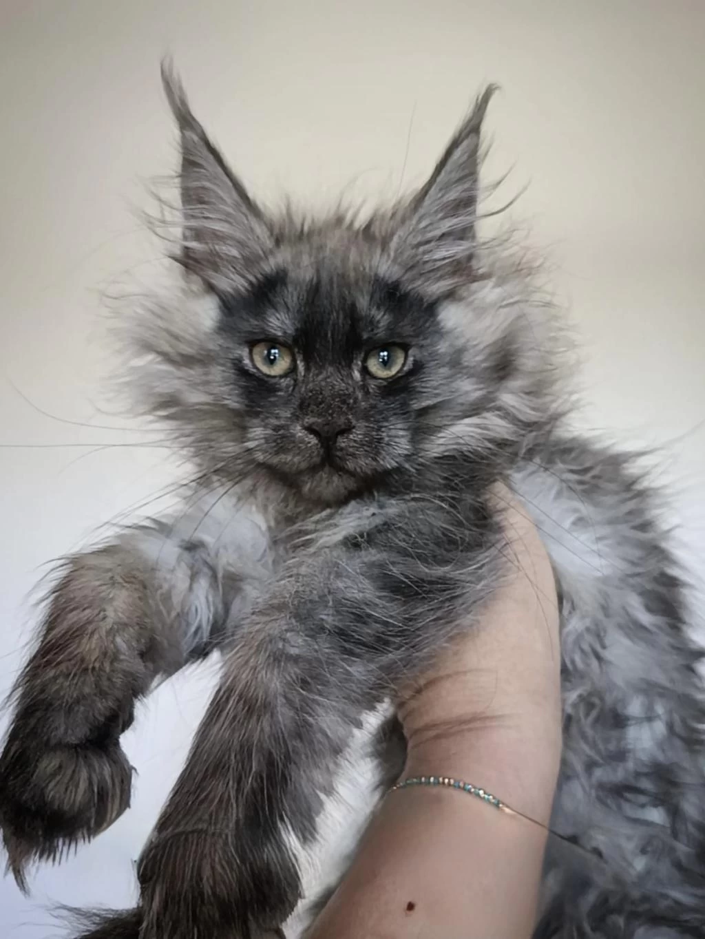 Üst Kaliteli Dişi Maine Coon Rezerve Açık