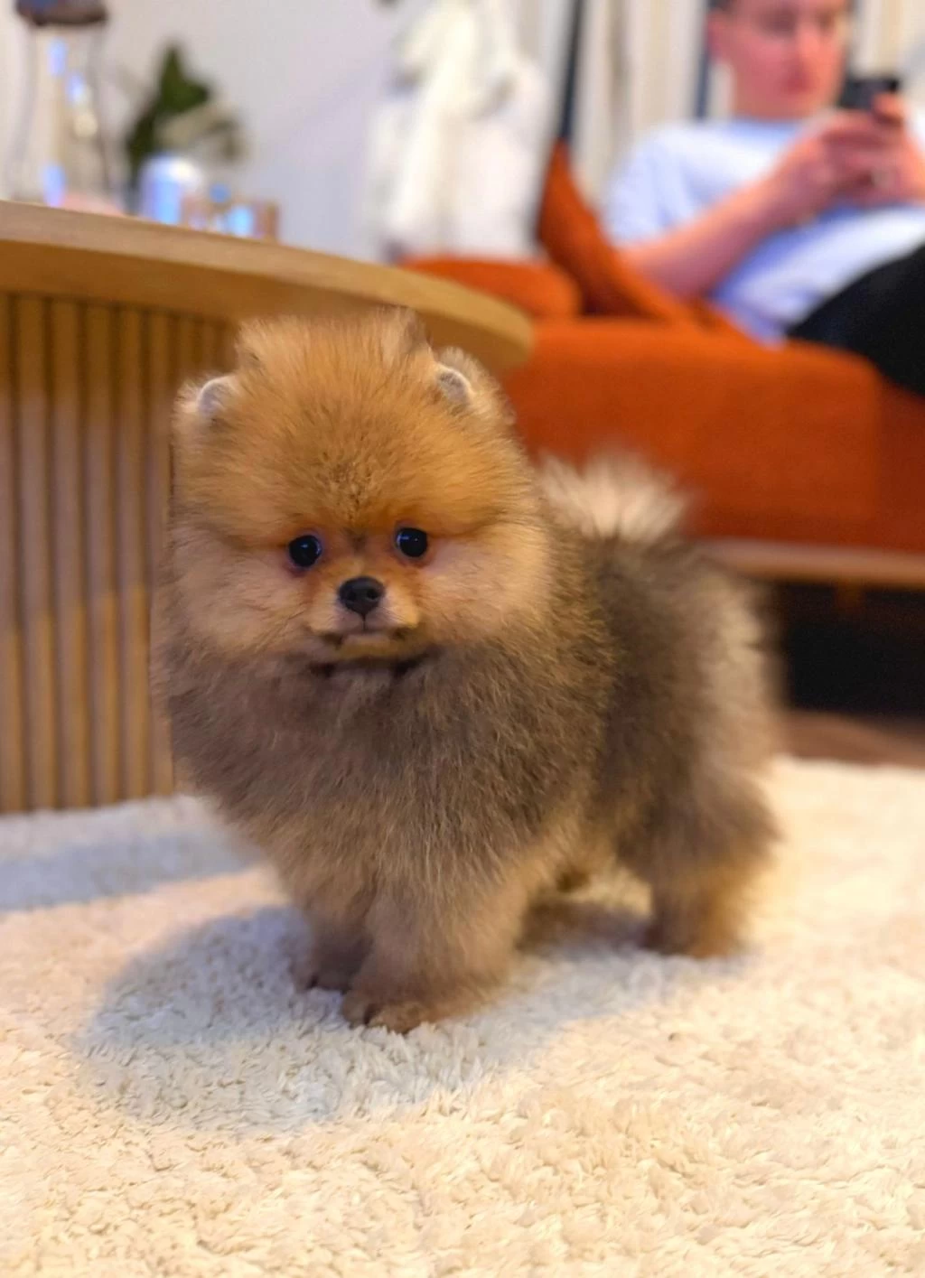 Pomeranian Boo Ayı Surat Yavrularımız