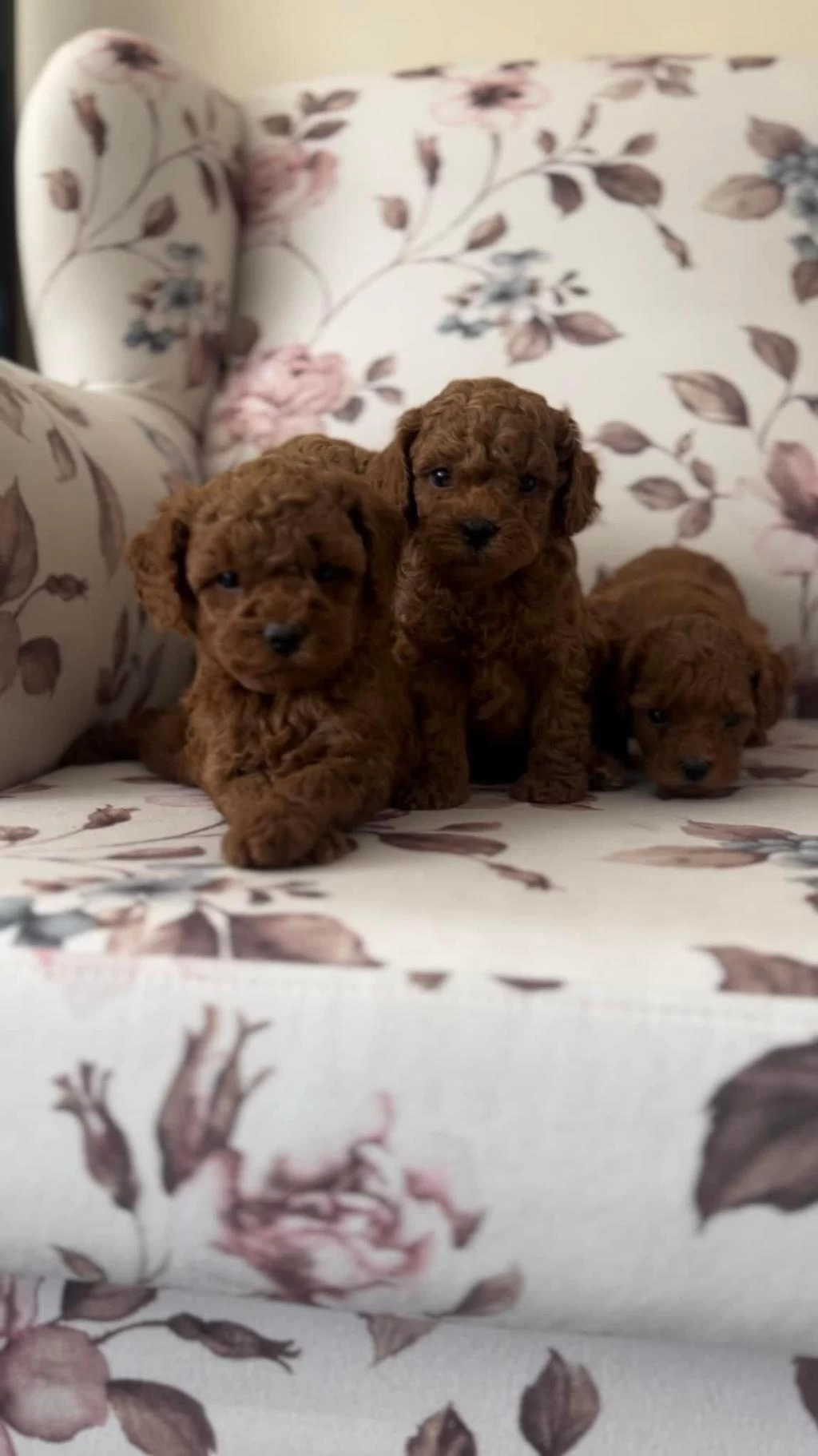 Orjinal Toy Poodle Bebekler Safkan Anne Altından