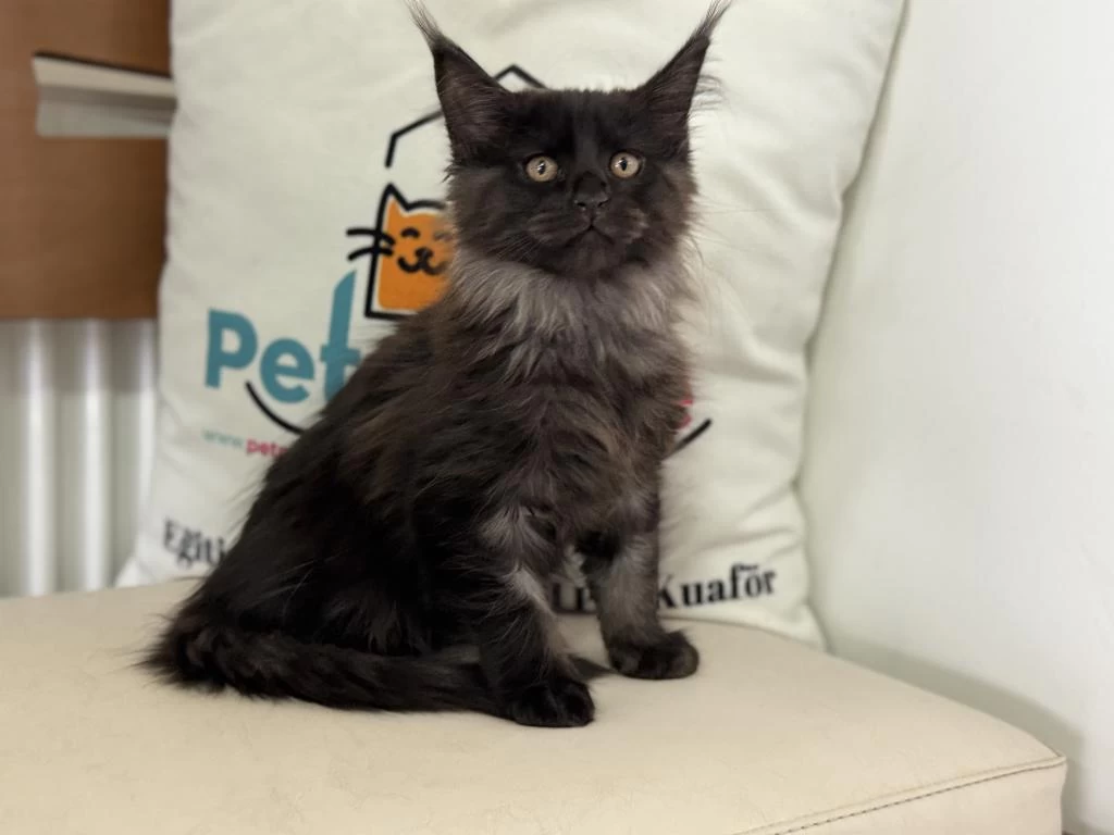 Yasal Ruhsatlı Çiftlikden Maine Coon Yavrularımız