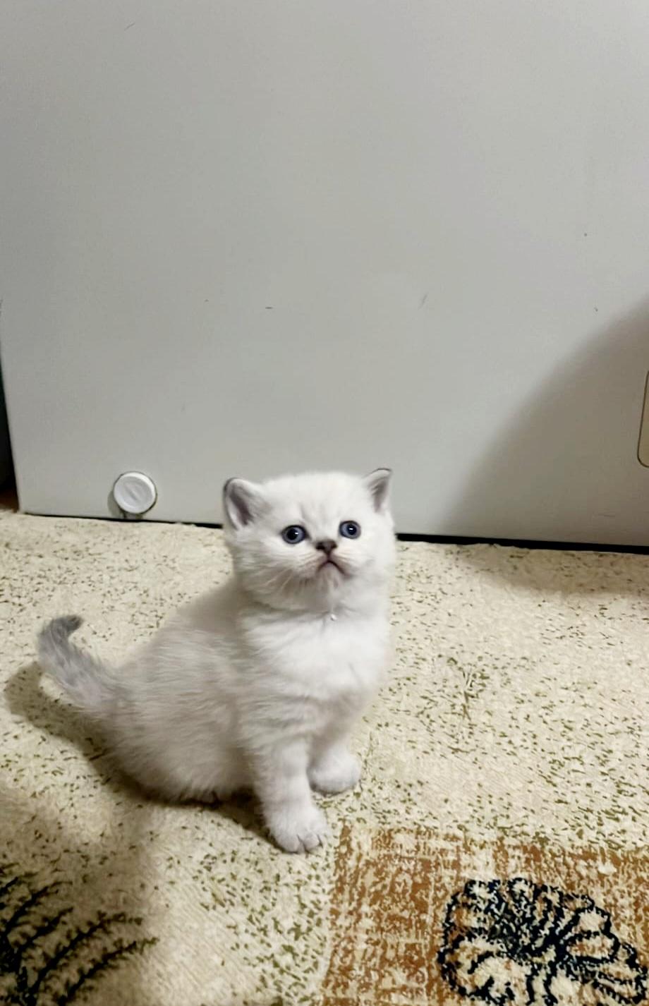Safkan British Shorthair Açıklamayı Okuyun Lütfen