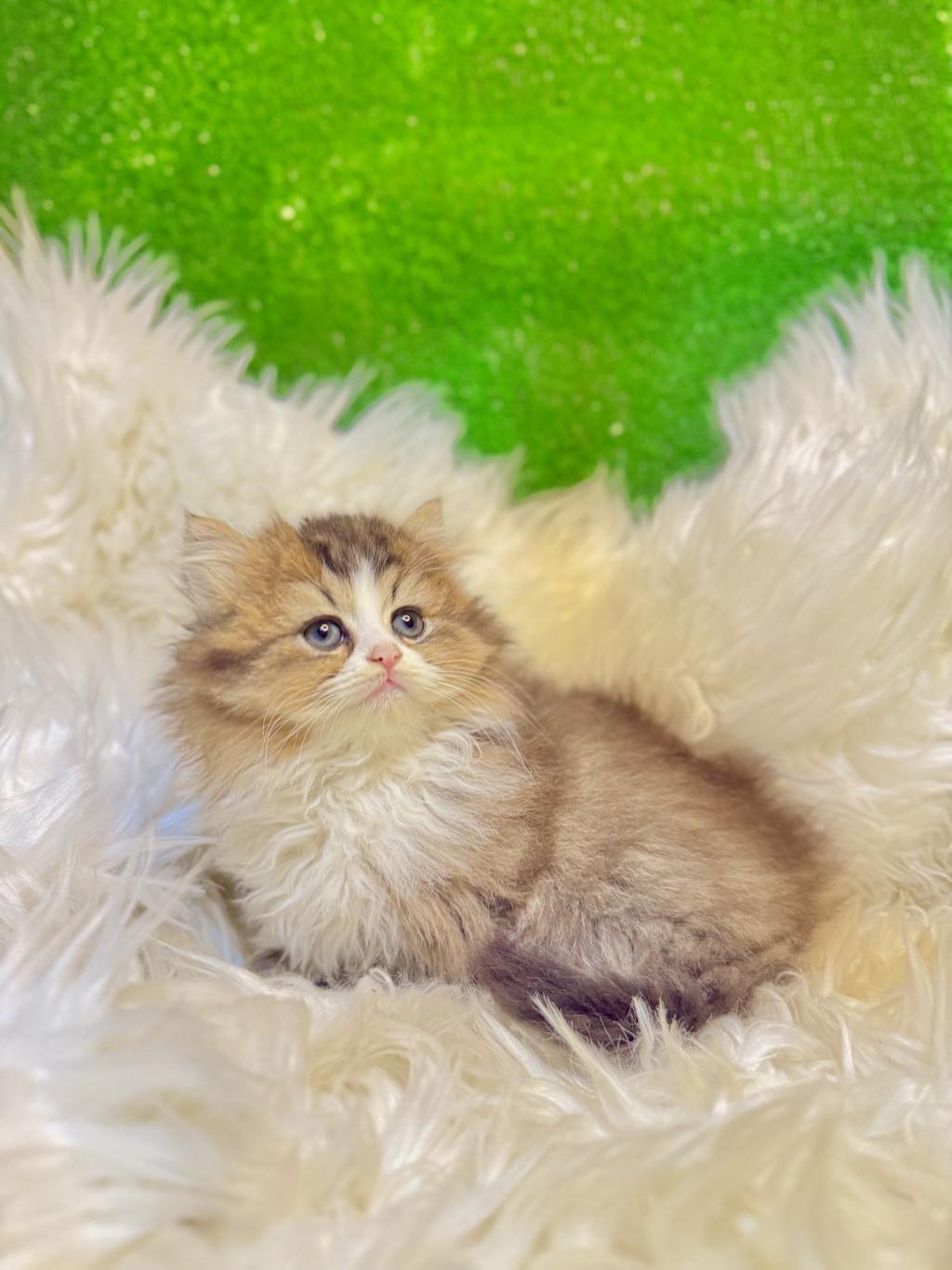 Golden Bicolor British Longhair Yavrumuz