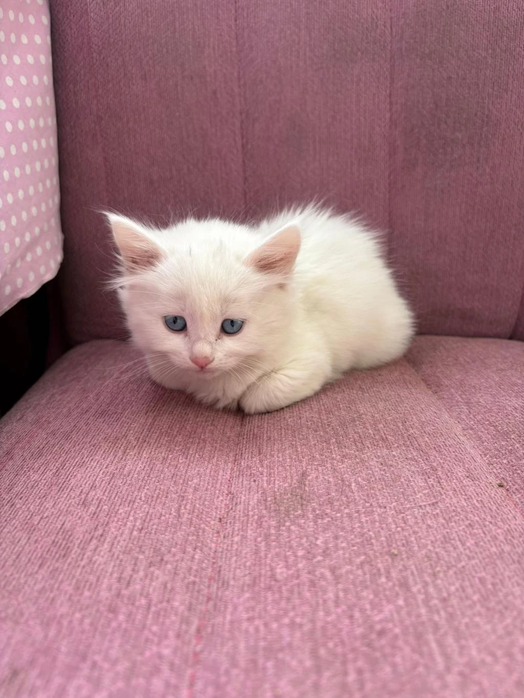 British Longhair Bebeklerimiz