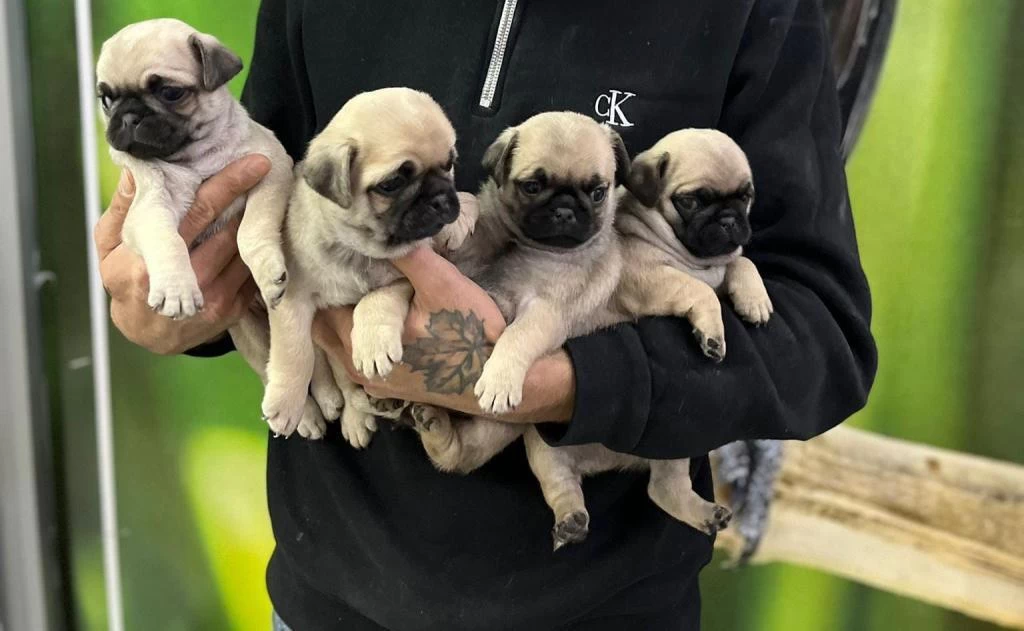 Sağlıklı Pug Yavruları