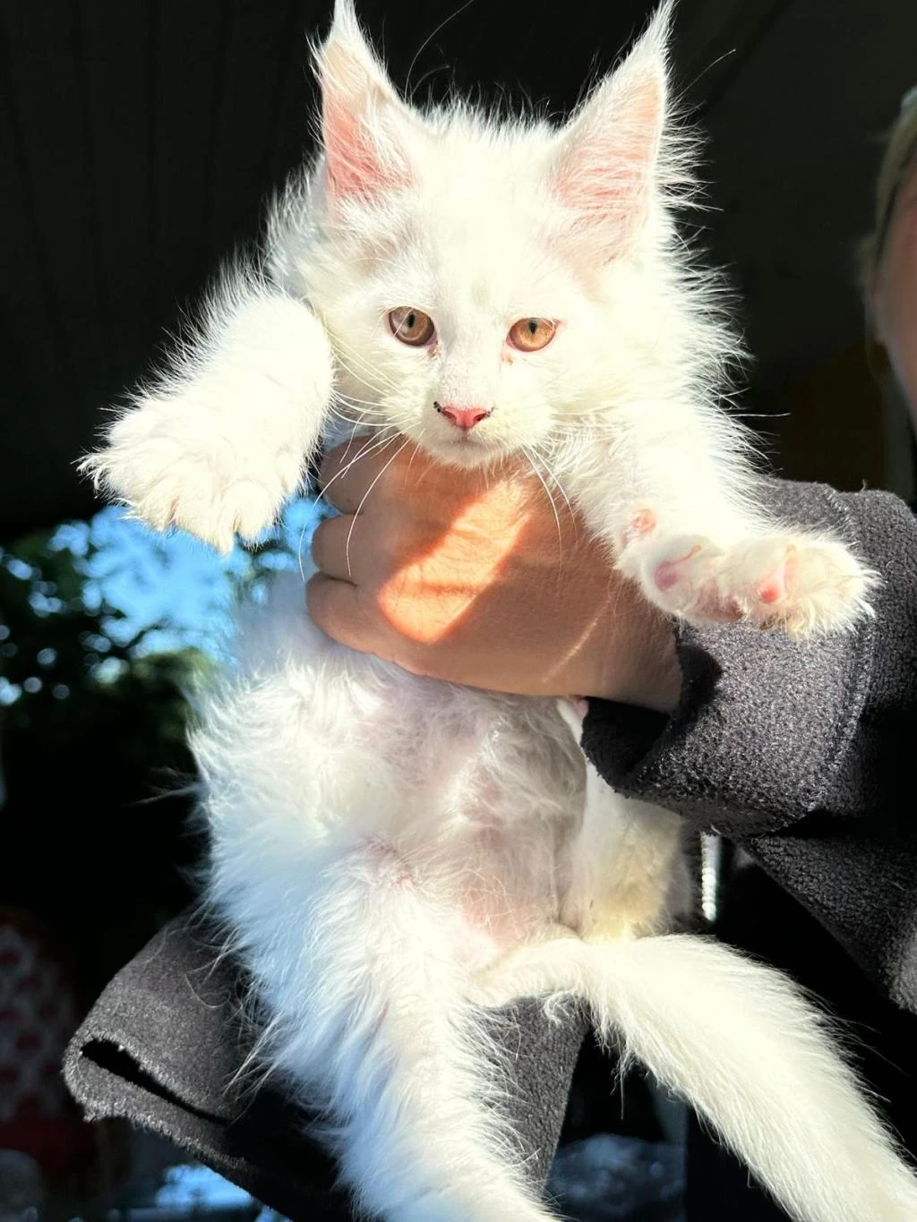 Saf Kan Xl Beyaz Aslan Maine Coon Yavruları