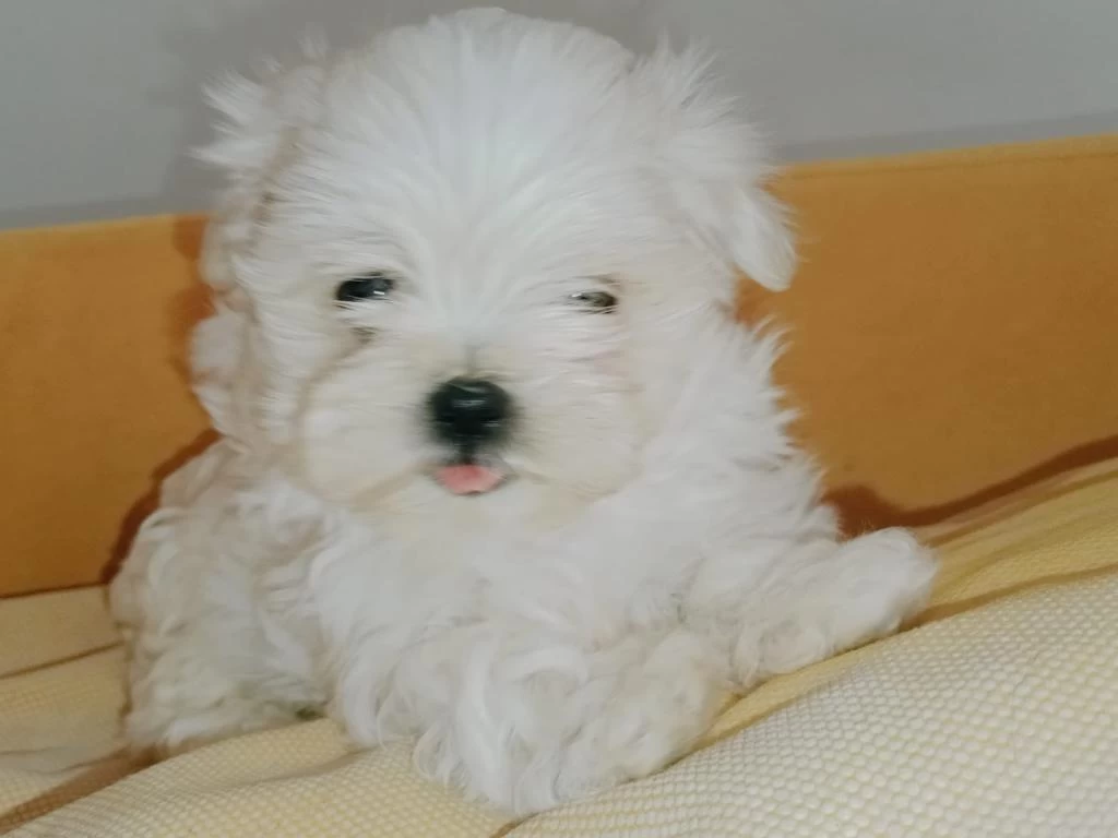 Pamuk Gibi Maltese Kızımız