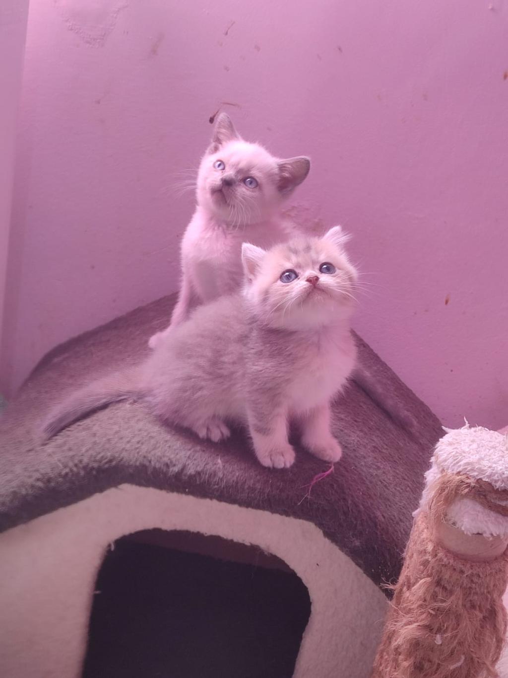 4 Erkek 1 Dişi A Kalite Kedilerimiz Yuva Ariyor