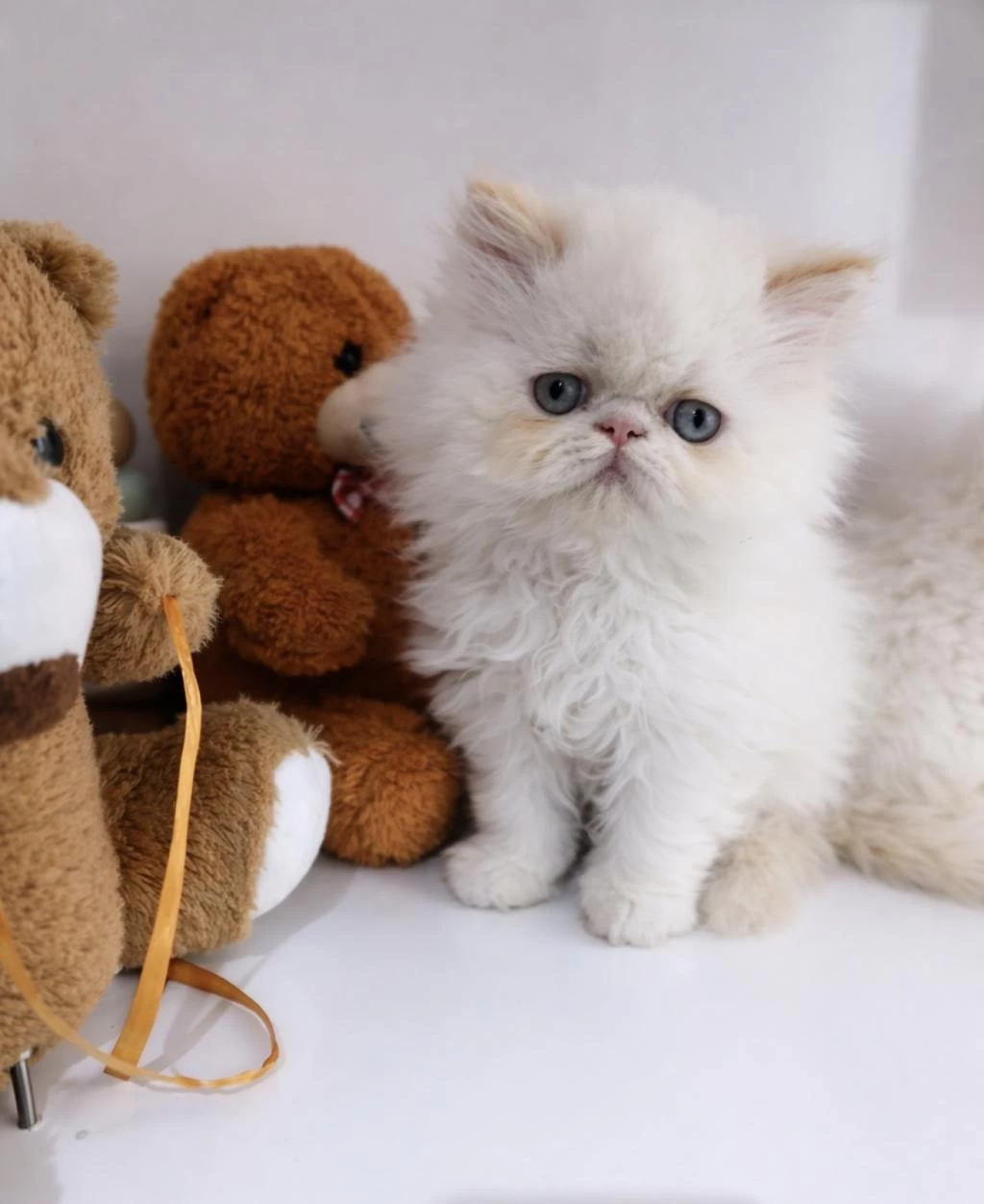 İran Persian (show Kalite)