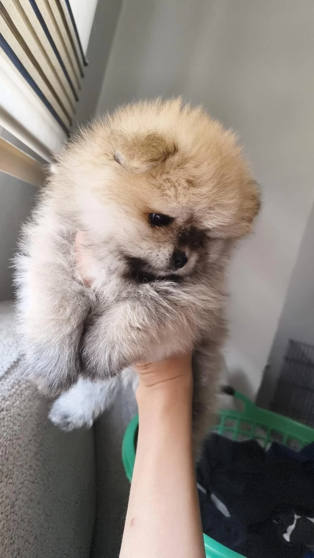 Pomeranian Boo Üst Kalite Tea Cup Dişi Ve Erkek