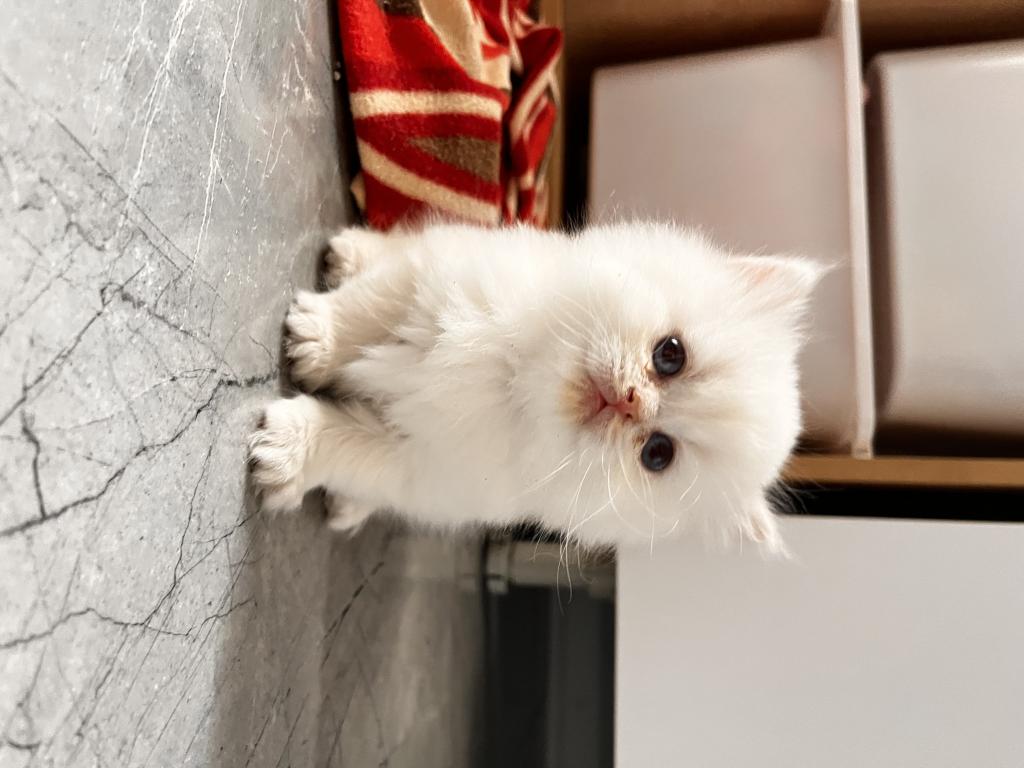 British Longhair Yavru