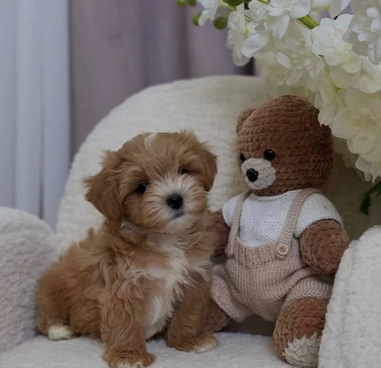 Cift Renk Maltipoo Yavrular