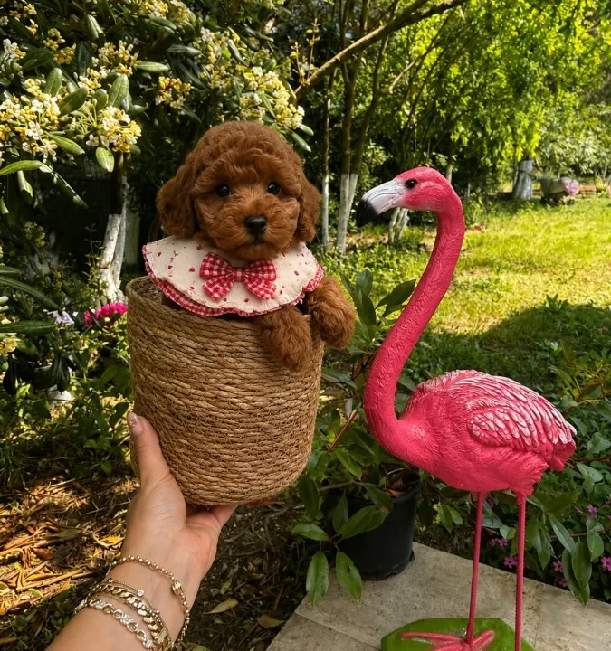 Ev Dogumu Toy Poodle Yavrular