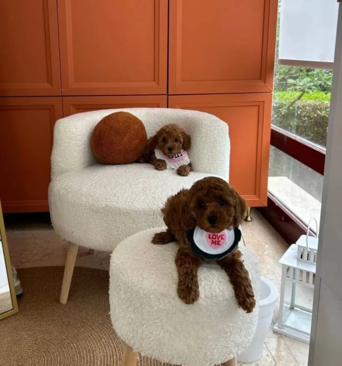 Evdogumu Toy Poodle Bebekler