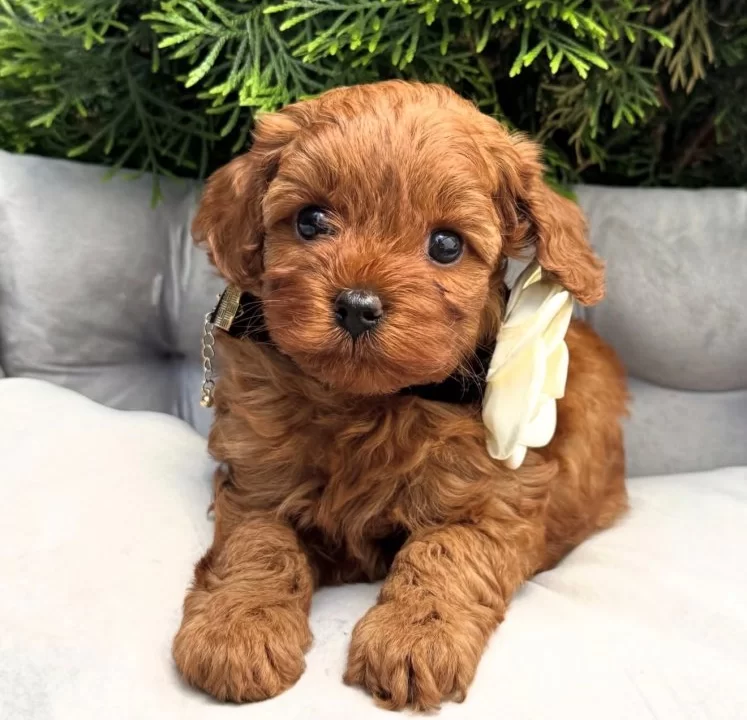 Kizil Maltipoo Yavrularimiz