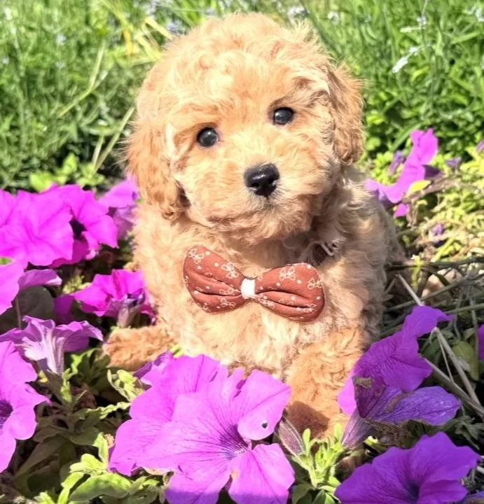 Gulen Yuzlu Maltipoo Bebekler