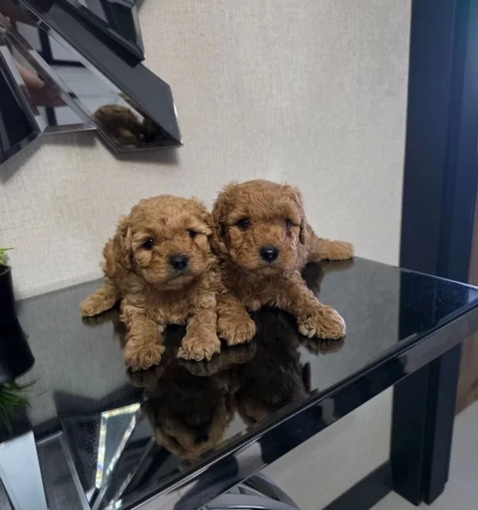Tuvalet Egitimli Poodle Minnaklarım