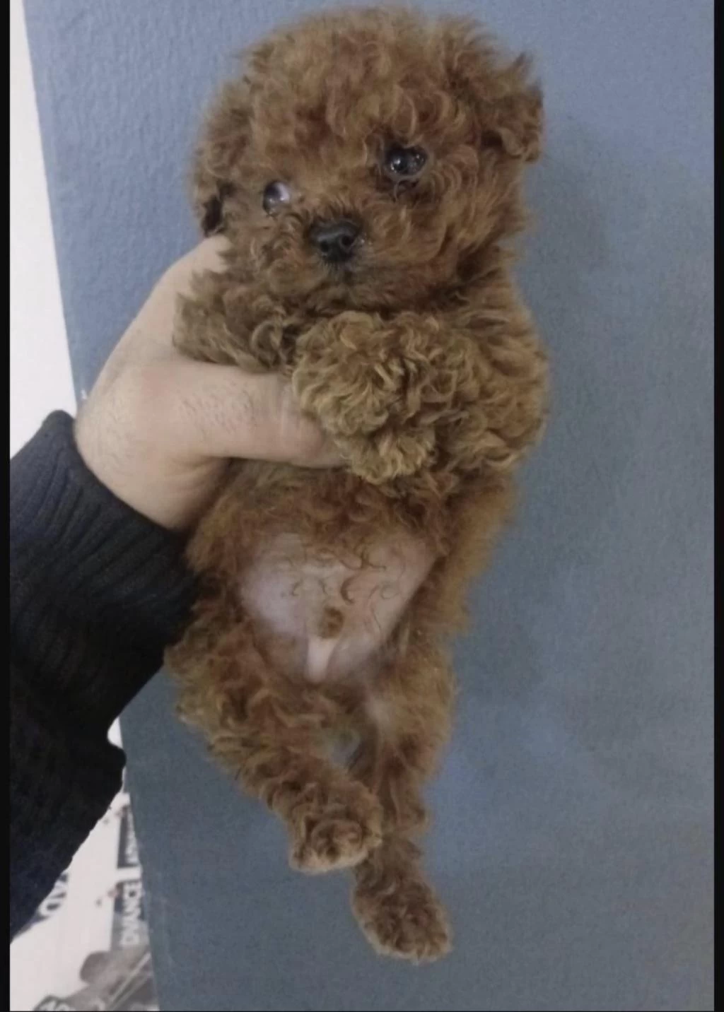 Toy Poodle Köpeğimiz