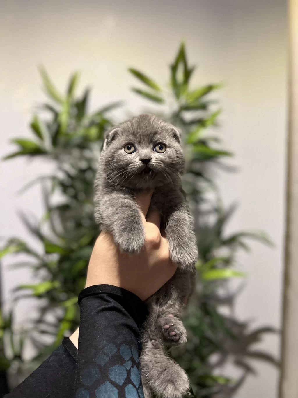 Scottish Fold Gri Yavrularim