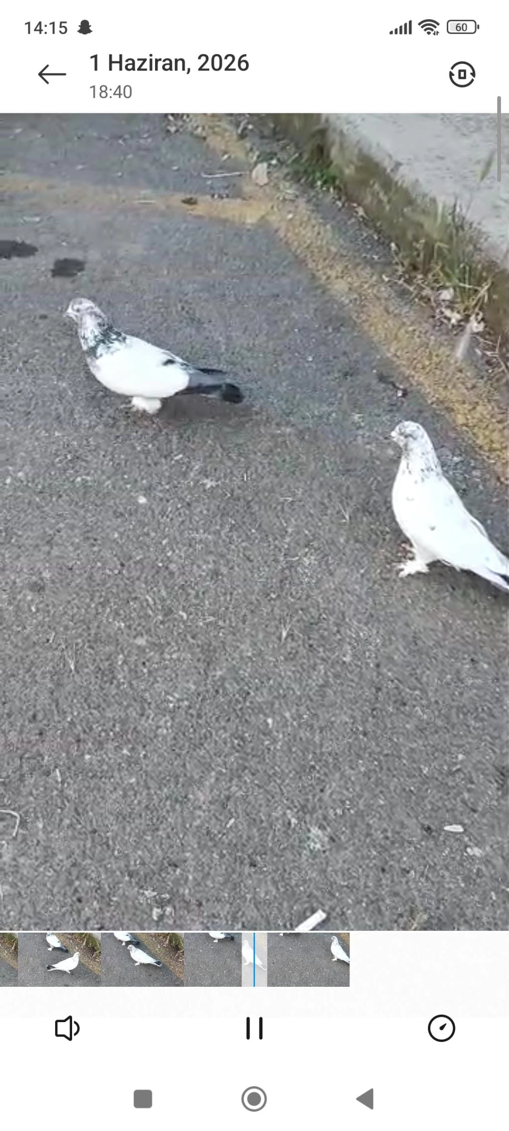 Acil Satılık Güvercin