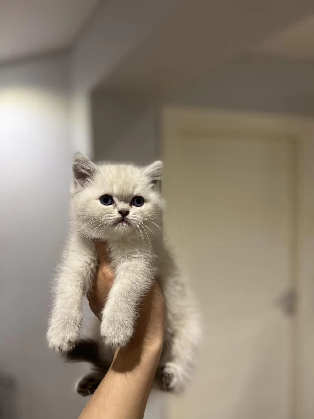 Evinizin Neşesi British Shorthair Yavrular