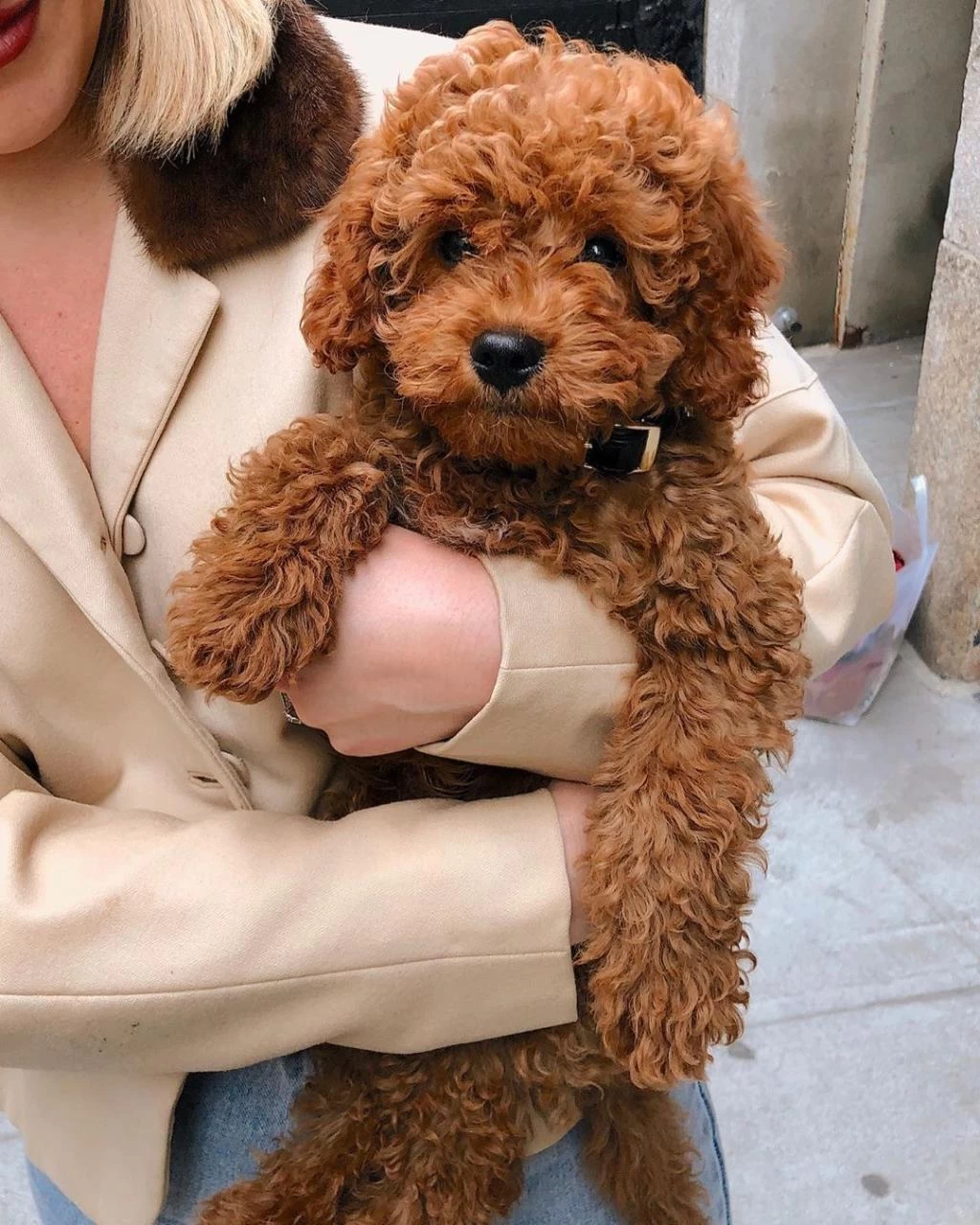 Toy Poodle Kore Kan Kg Garantili Bebek