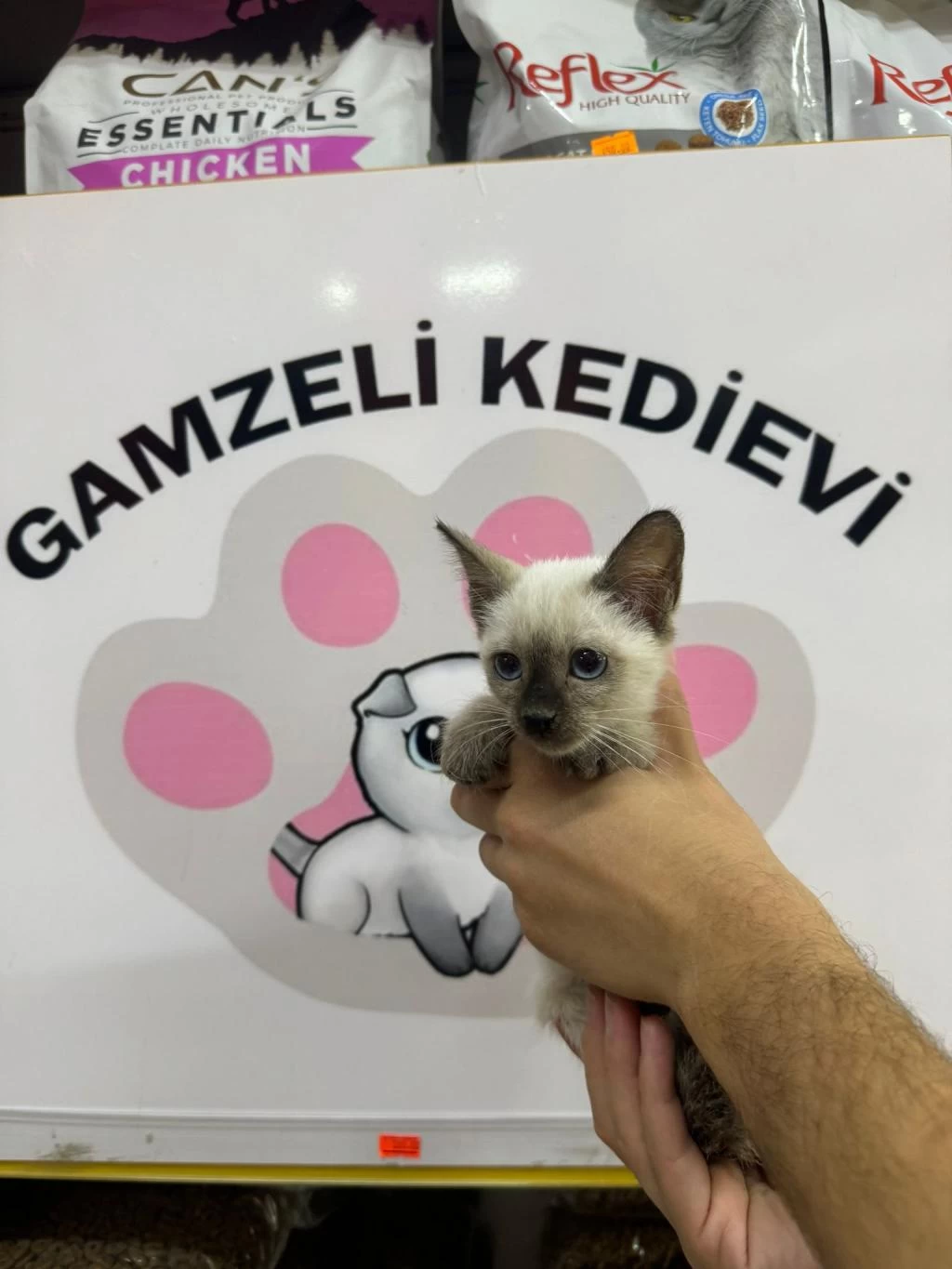 Siyam Kedisi Yavrularımız Evinizin Neşesi Olacaktır