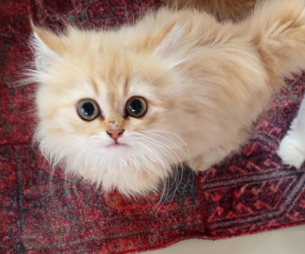 British Longhair Bebekler