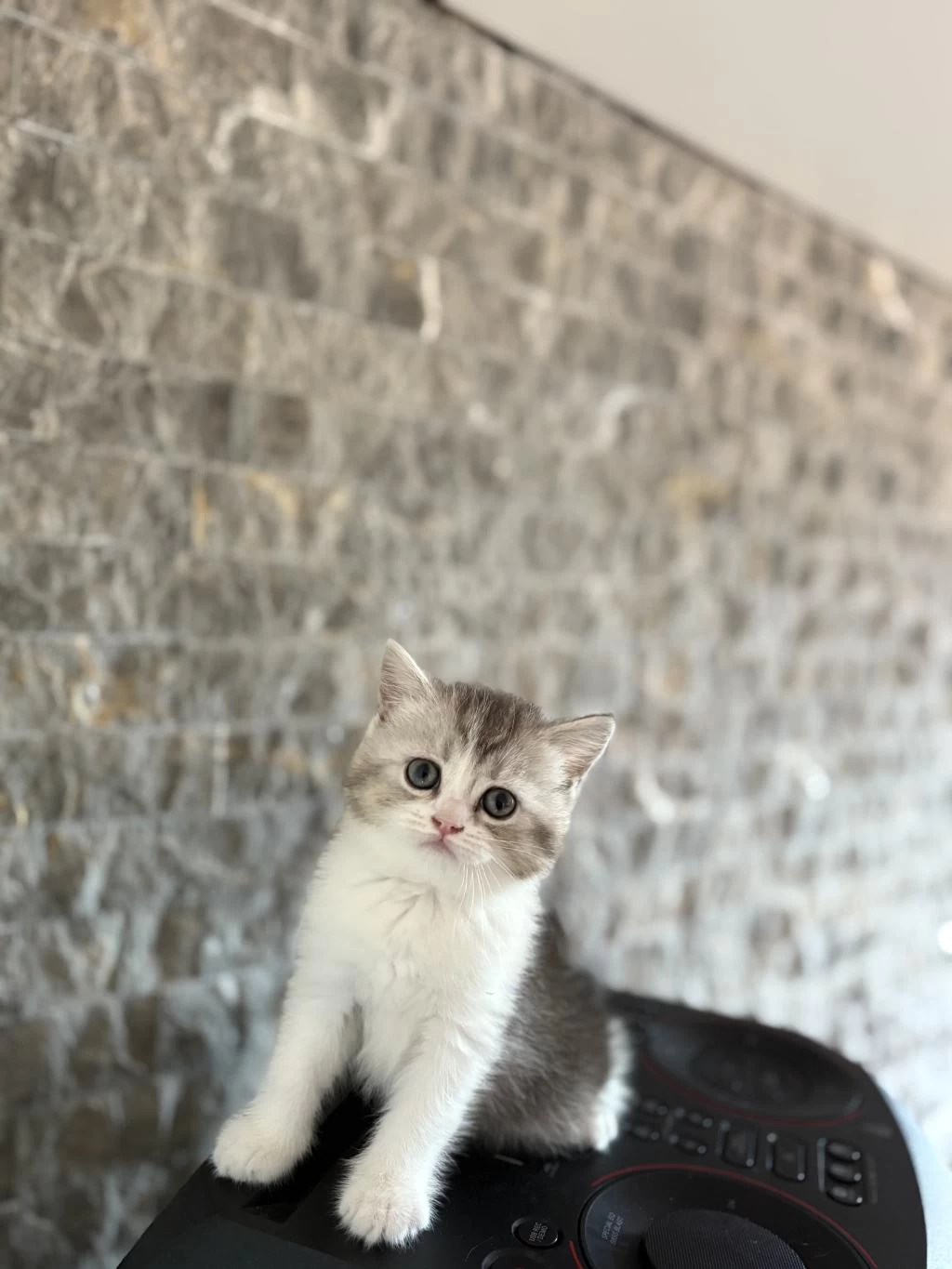 Birbirinden Güzel British Shorthair Yavrularim