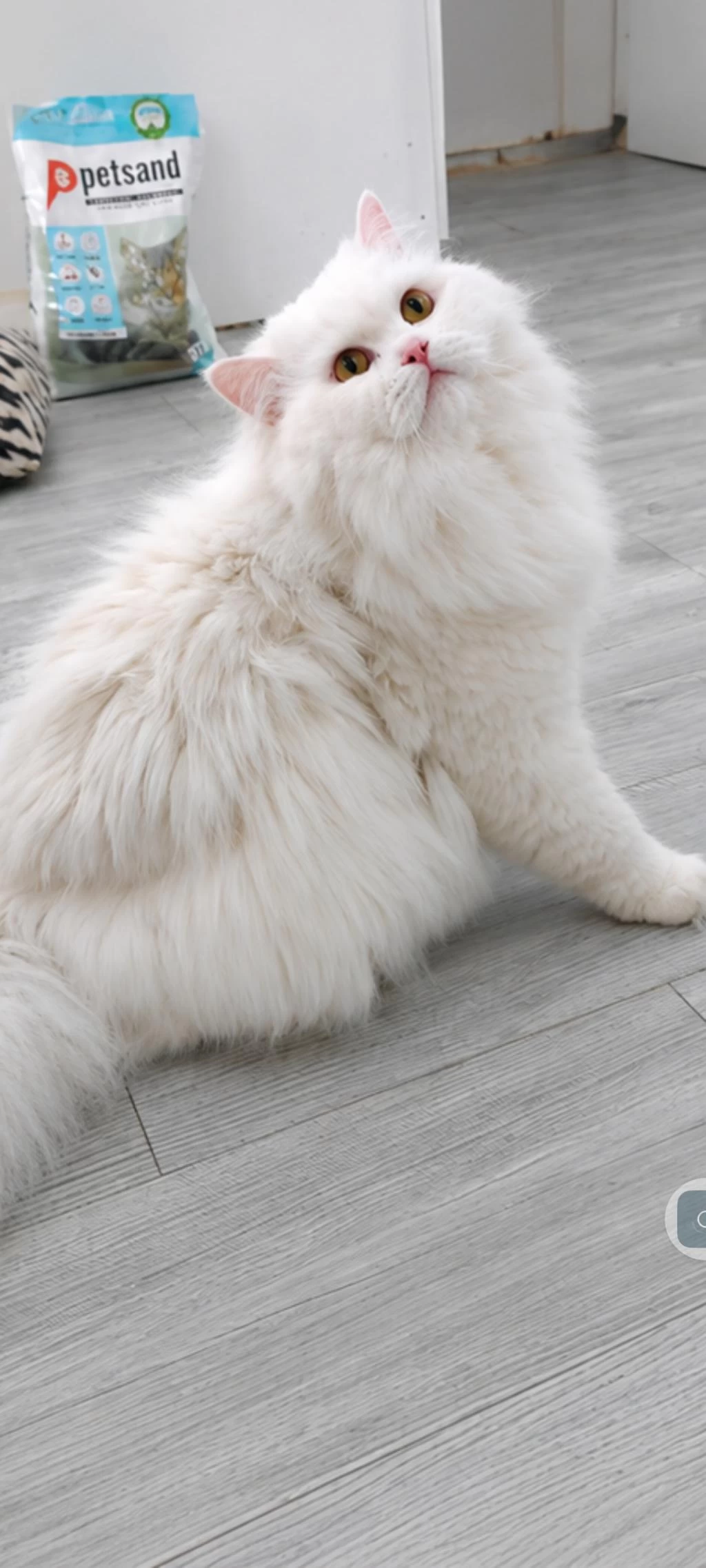 British Longhair 1 Yaşında
