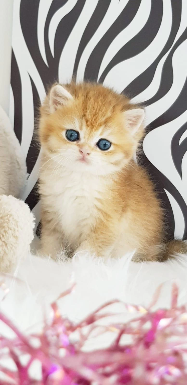 Ankarada Ziyarete Açık Ny12 Golden British Shorthair