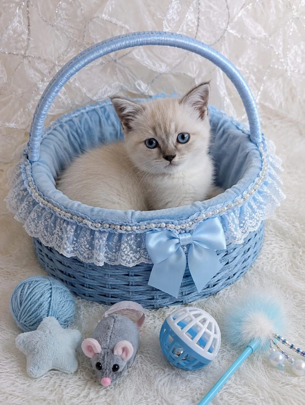 British Ve Scottish Fold Mavişler