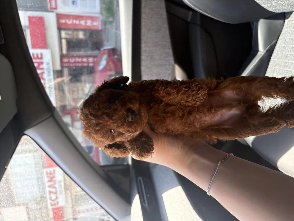 Red Toy Poodle Yavrularim
