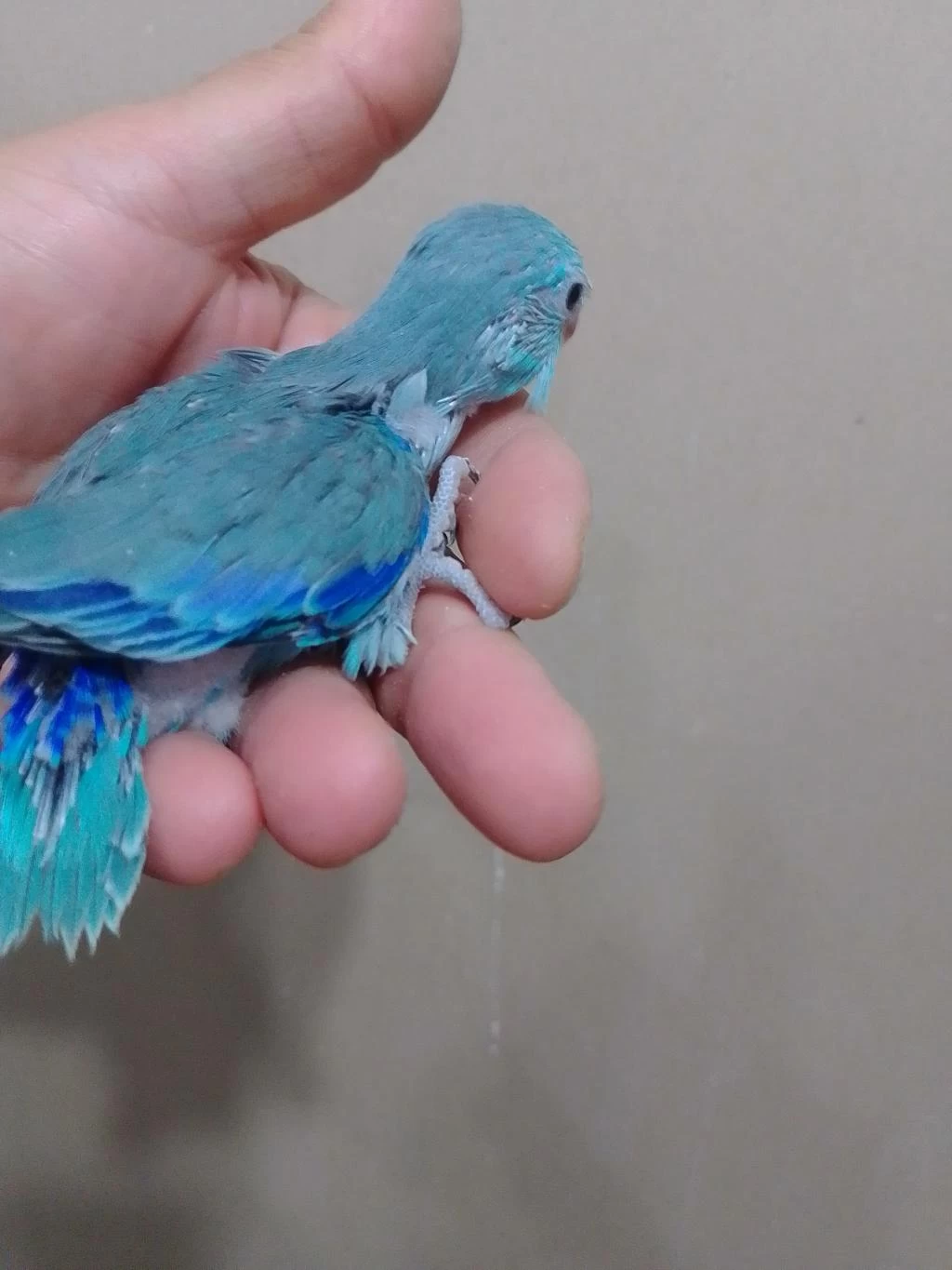 Erkek Bebek Forpus Cep Papağanı