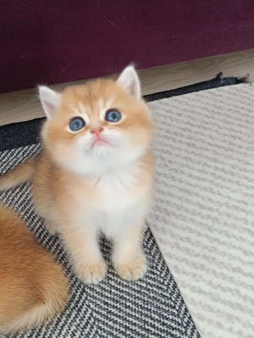 Muhteşem Golden British Shorthair Yavrular