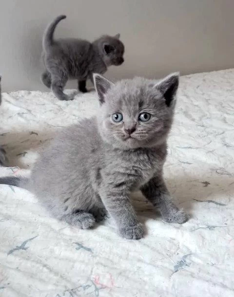 İrk Ve Sağlik Garantili British Shorthair