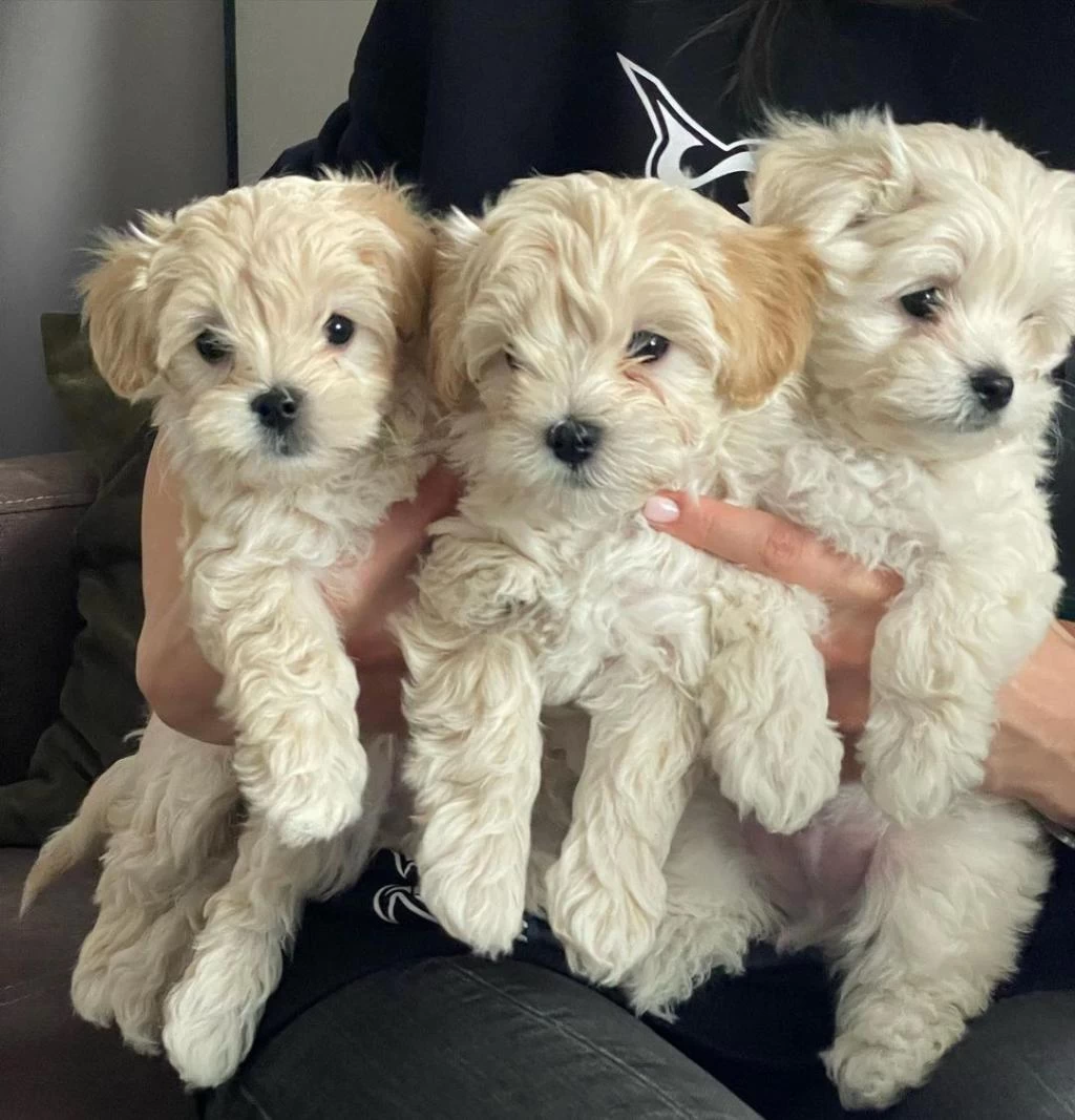 F2 Maltipoo Yavrulari