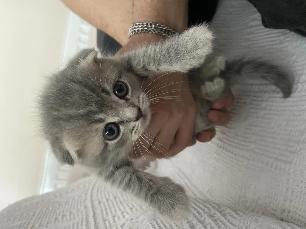 Minik Scottish Fold Yavrumuz