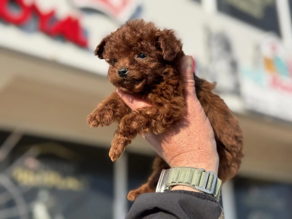 Nasir Olan Darkbrown Kore Tea Cup Poodle Yavrularımız