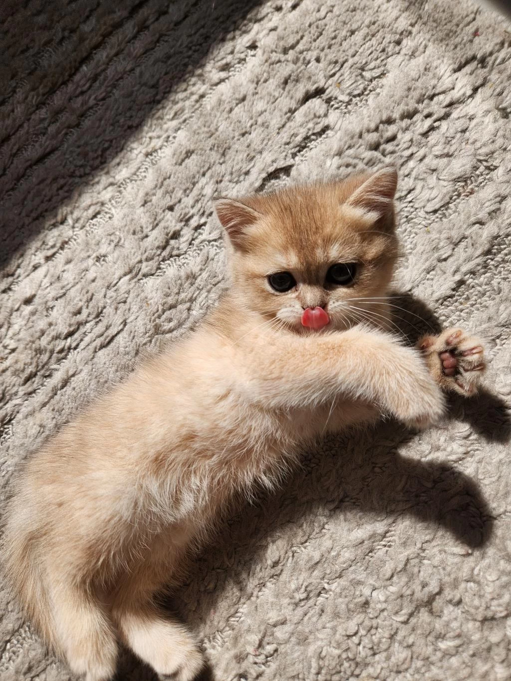 British Shorthair Golden Ay12