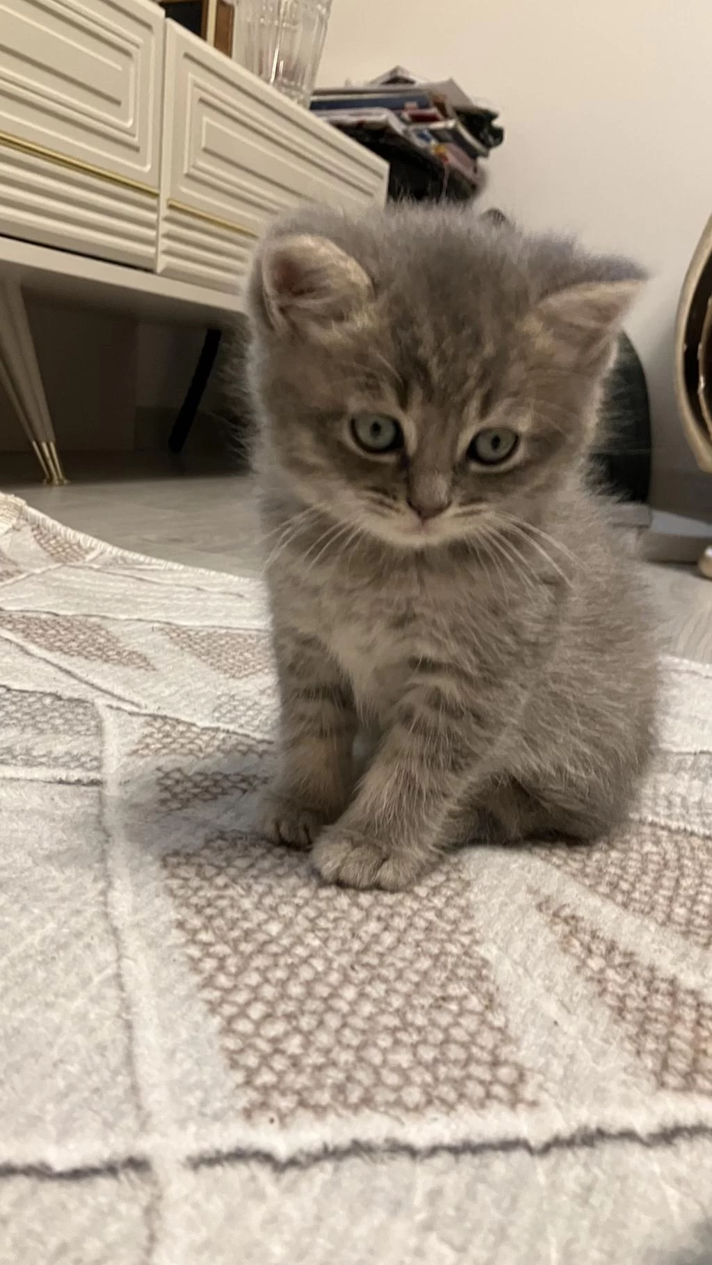 45 Günlük Gri Erkek Yavru British Shorthair