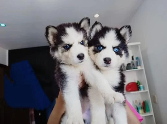 Husky Sibirya Yavrulari
