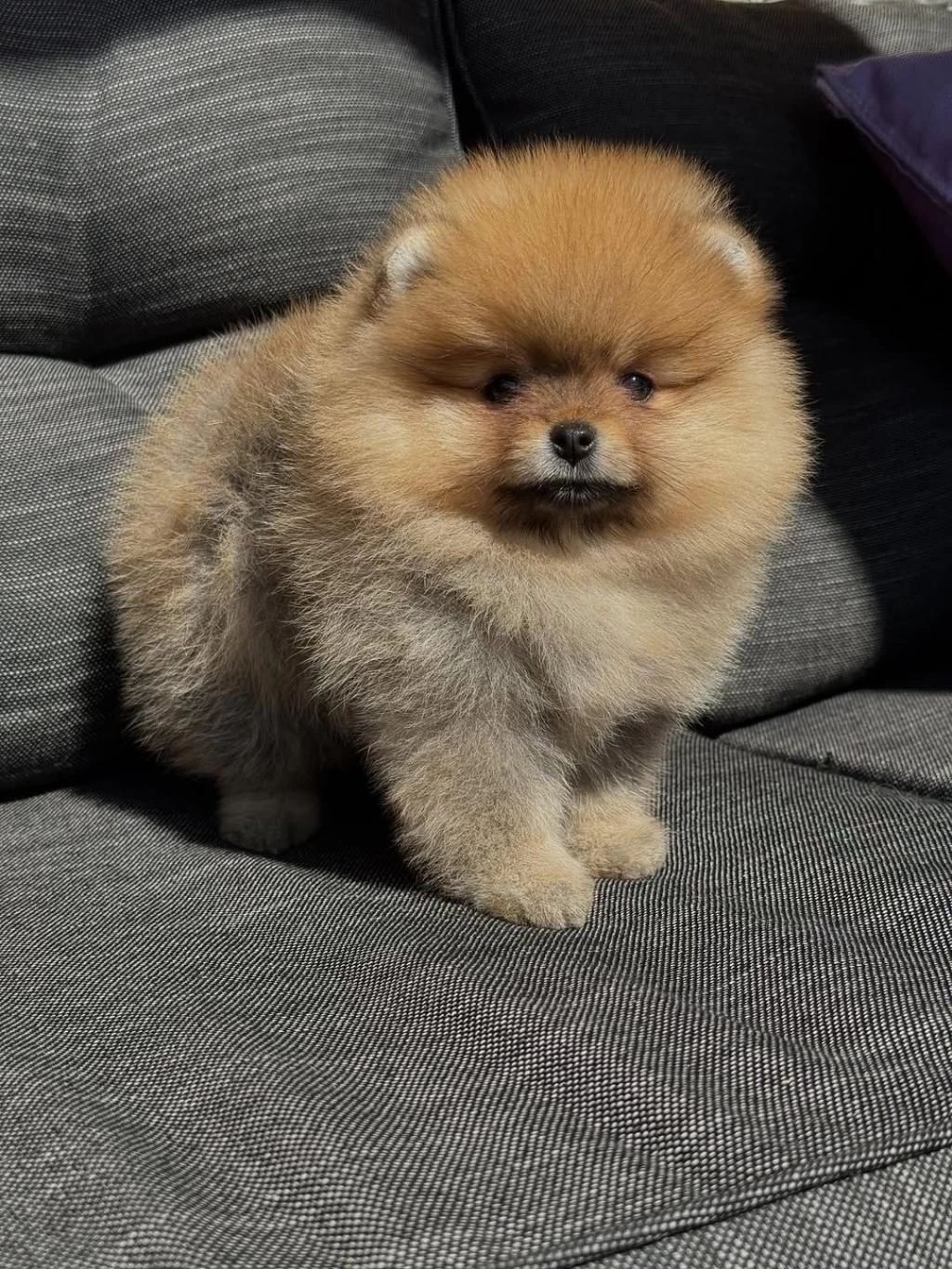 Orange Aşili Pomeranian Bebekler