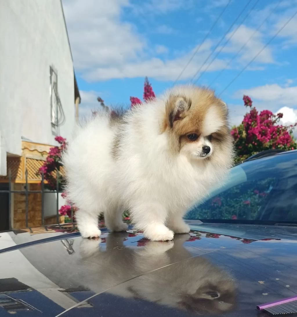 Garantili Pomeranian Boo Dişi