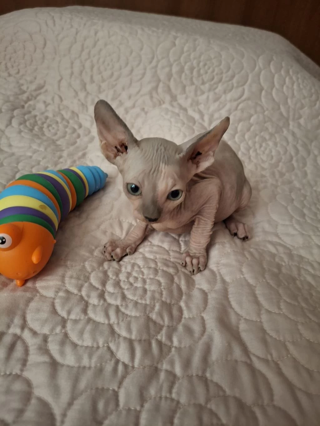 Sağlıklı Ev Doğumlu Erkek Sphynx Yeni Ailesini Arıyor