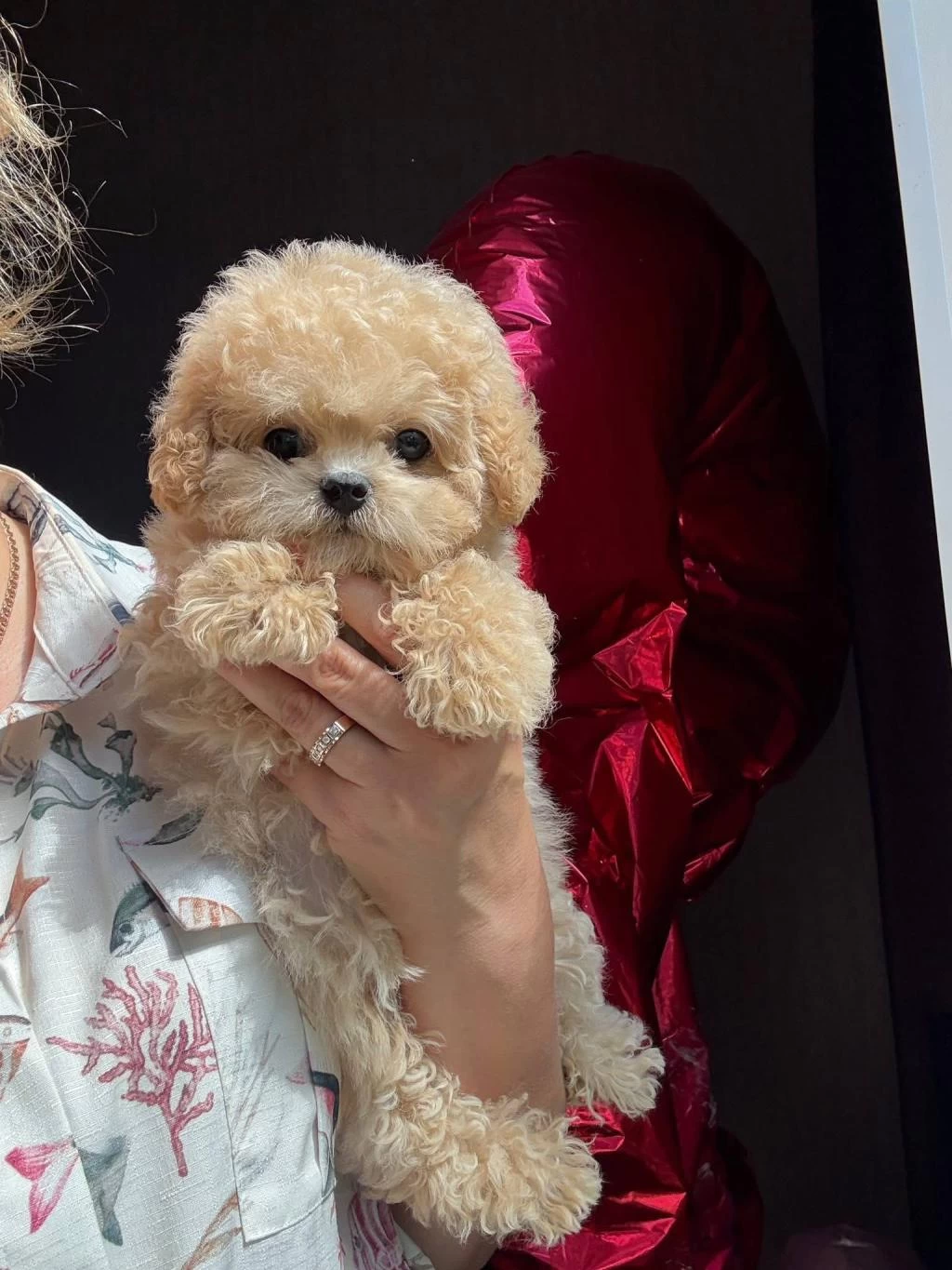 En Özel Kore Maltipoo Yavruları