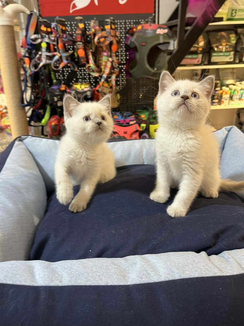 Orjinal Blue Point British Shorthair Yavrular