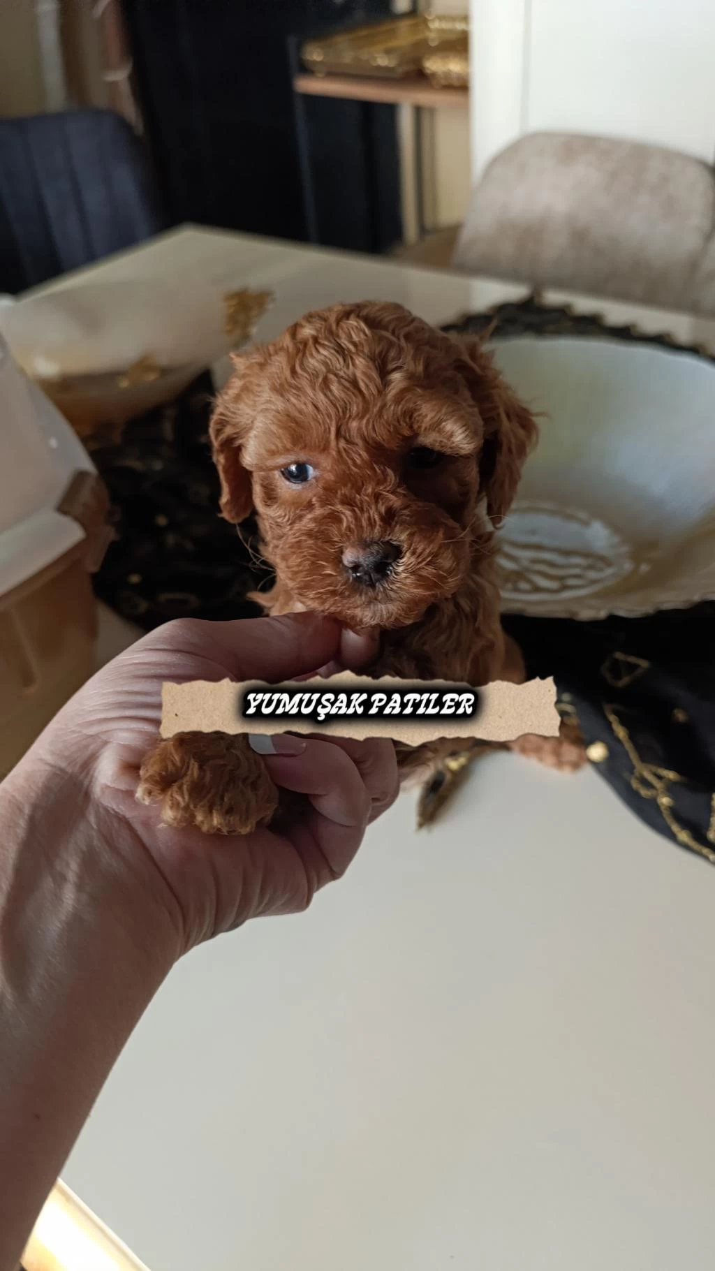 Harika Orijinal Toy Poodle
