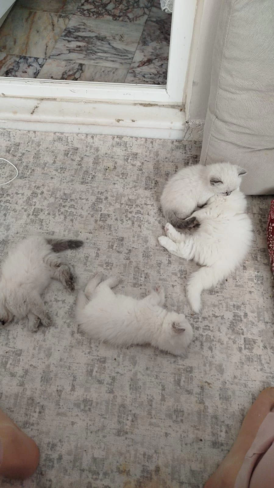 British Longhair Yavrular